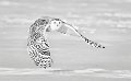 104 - snowy owl flying - KWAN PHILLIP - canada